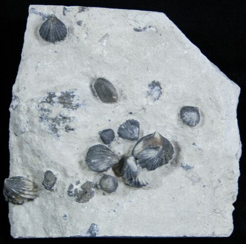 Plate of Small Brachiopods - Waldron Shale #1933